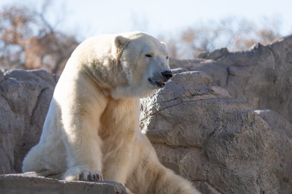 Polar Bears of Churchill, Manitoba